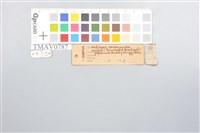 RuddyKingfisher Collection Image, Figure 8, Total 9 Figures